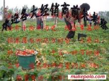 草莓大姜草莓苗選購指南 價格、廠家與圖片信息詳解