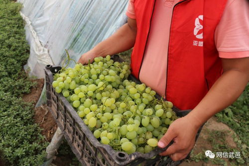 電商助力食用油銷售，破解農產品滯銷難題